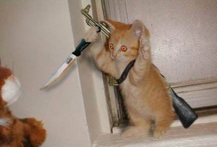 Funny Pictures of Kitten with Gun and Dagger