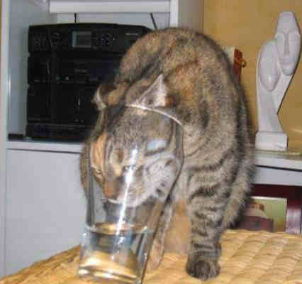 Funny Cat Pictures -  Drinking From Glass