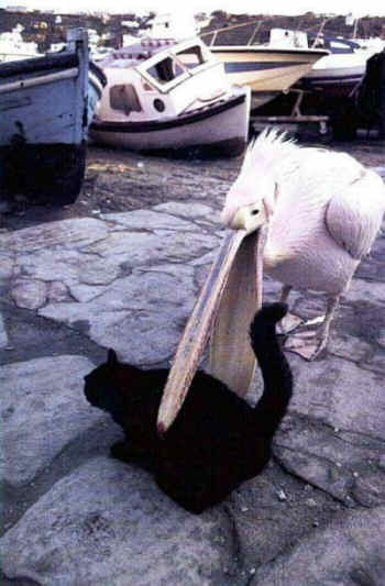 Funny Pictures of Pelican Picking Up Black Cat