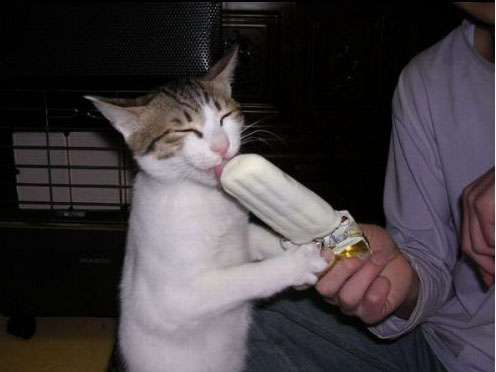 Cat Popsicle