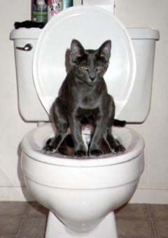 Funny Pictures of a Cat sitting on a toilet.
