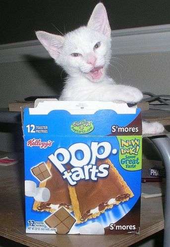 Funny Cat Pictures -  Kitten in Pop Tart Box