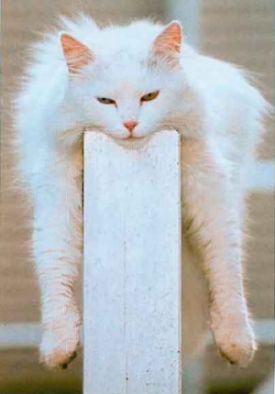 Funny Pictures of White Cat Laying on Wall