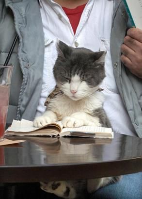Funny Cat Pictures -  Reading A Book