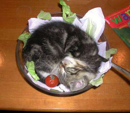 Funny Cat Pictures -  Kitten on Salad Plate