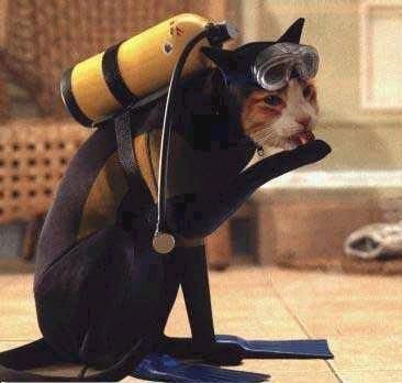 Cat Scuba