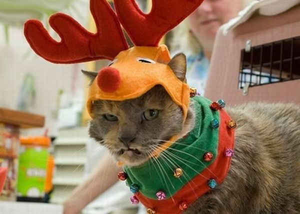 A funny picture of a Christmas cat dressed like a reindeer