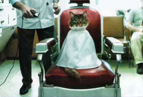Funny Cat Pictures -  in Barber Chair