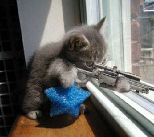 Funny Cat Pictures -  with Rifle