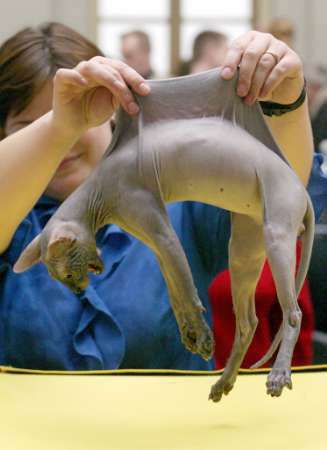 Funny Pictures of Hairless Skin Cat