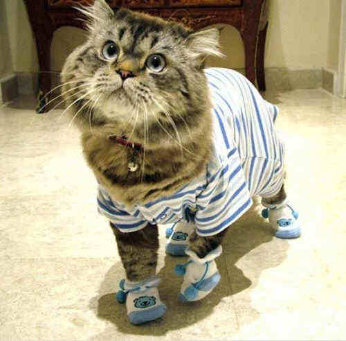 Funny Cat Pictures -  in Pajamas and Slippers