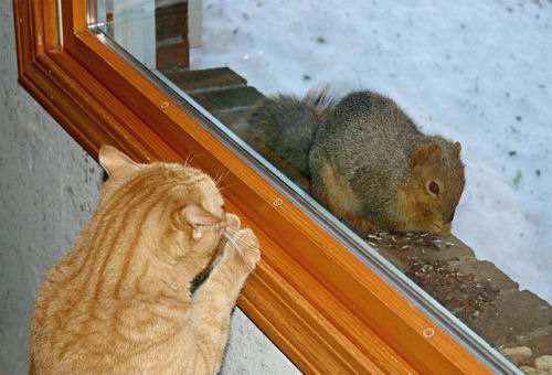 Funny Pictures of Cat Staring at Squirrel Through Window