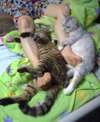 Funny Cat Pictures -  Leg Warmers