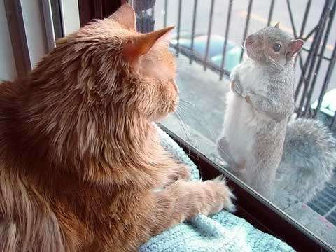 Funny Cat Pictures -  and Squirrel Staring at Each Other