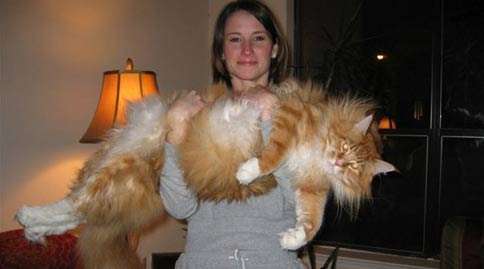 Funny Pictures of Static Cling Cat