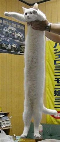 Funny Pictures of Stretched Cat