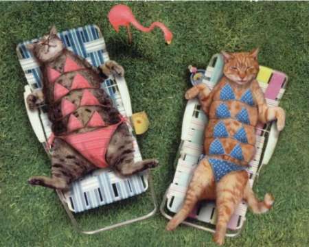 Cat Summer