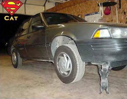 Funny Pictures of Kitten Lifting Car in Garage