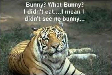 Funny Pictures of Tiger Lying About Bunny