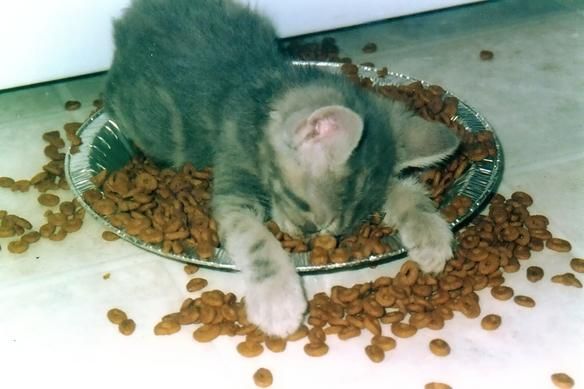 Too Tired To Eat
