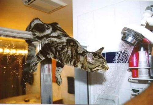 Funny Cat Pictures -  drinking from shower head.