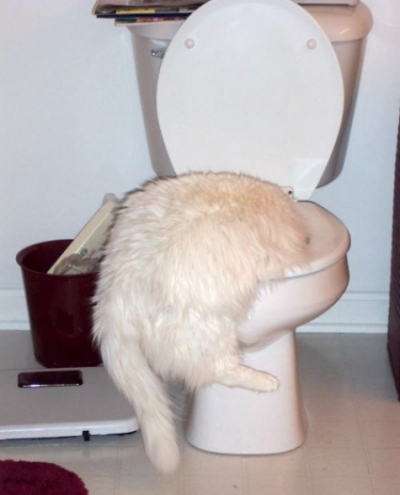 Funny Cat Pictures -  with Head in the Toilet.