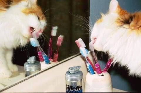 Funny Cat Pictures -  Licking Tooth Brushes