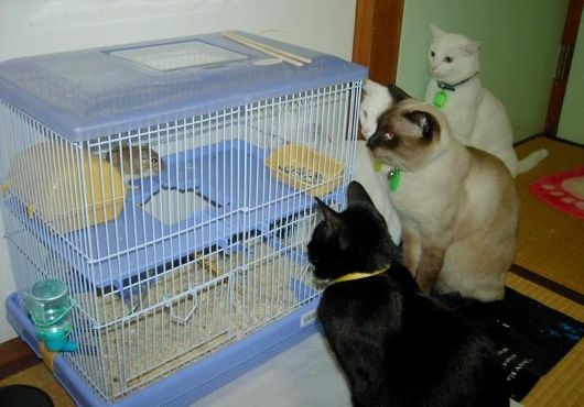 Funny Cat Pictures - s Watching Gerbil