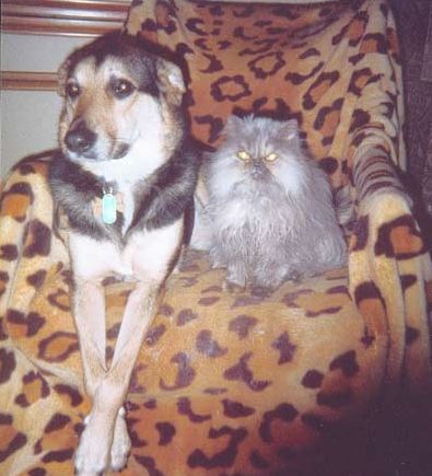 Funny Pictures of Dog With Cat With Glowing Eyes