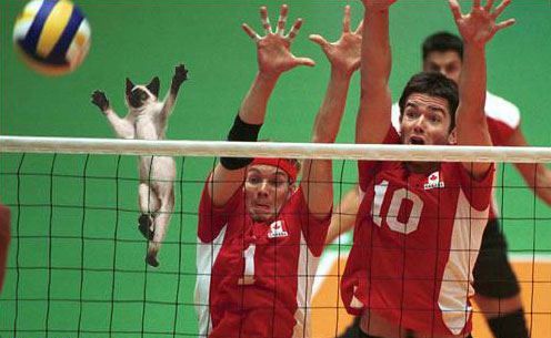 Cat Volleyball