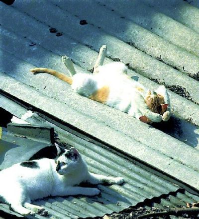 Funny Cat Pictures -  On A Hot Tin Roof