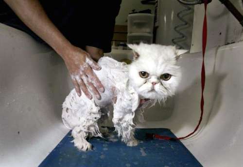 Funny Cat Pictures -  Being Washed In Sink