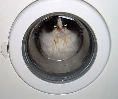 Cat Washer