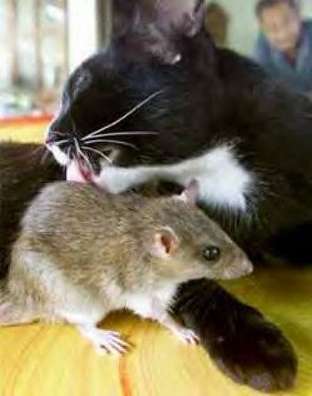 Funny Cat Pictures -  Licking Gerbil