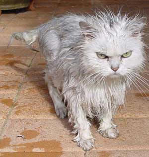 Funny Pictures of Wet Cat