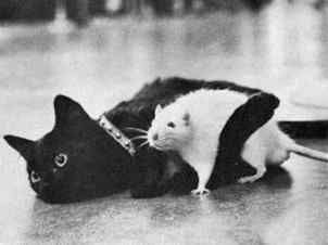 Funny Cat Pictures -  Hugging Rat