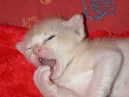 Funny Pictures of Kitten Yawning