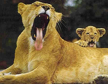 Funny Pictures of Lion Yawning
