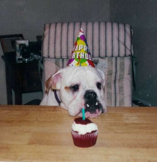 Funny Pictures of Dog With Birthday Cupcake