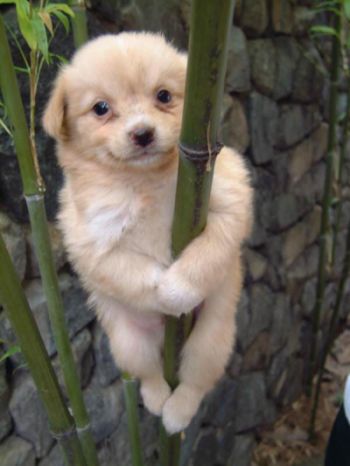 Funny Pictures of Dog Clinging To Bamboo