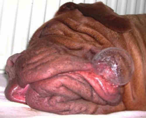 Funny Pictures of Sleeping Dog Blowing Bubble