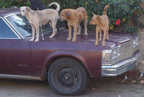 Funny Pictures of Three Dog Car Alarm