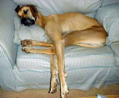 Funny Pictures of Dog Hogging Love Seat