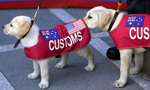 Dog Customs Puppies
