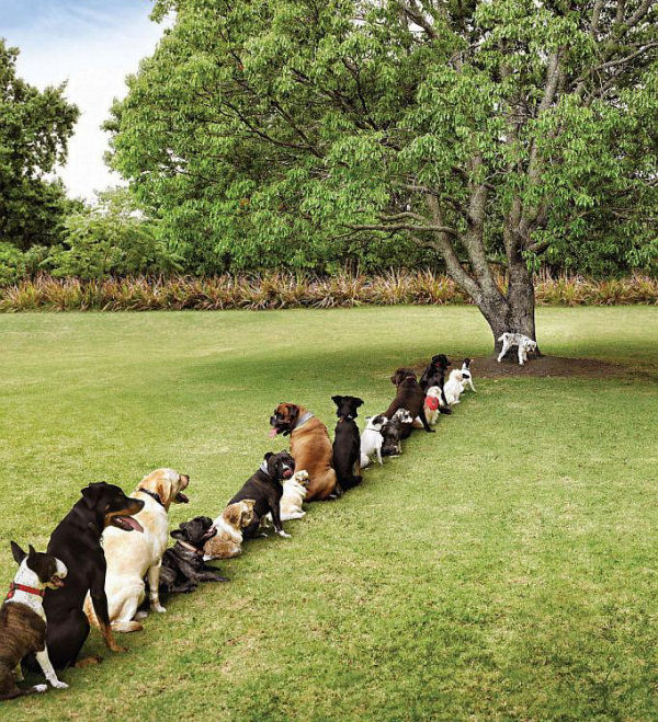 Dog Deforestation