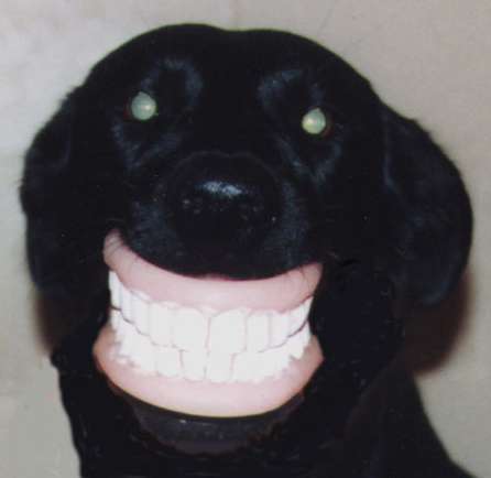 Funny Pictures of Dog With Dentures in Mouth