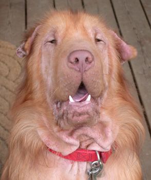 Funny Jokes Picture of Dog Face