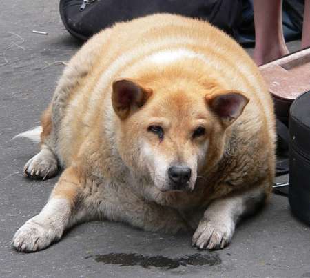 huge fat dog