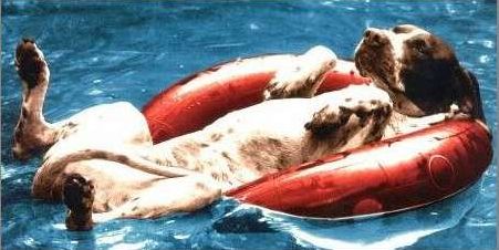 Funny Pictures of Dog Floating In Pool.