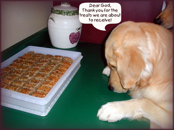 Funny Pictures of Dog Praying Grace